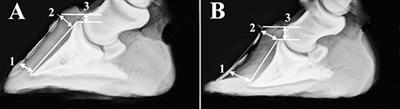 In vitro Characteristics of Heterogeneous Equine Hoof Progenitor Cell Isolates